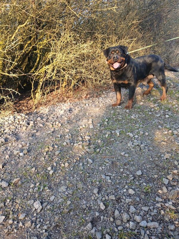 Rottweiler female needs new home for sale in East Acton, Greater London - Image 2