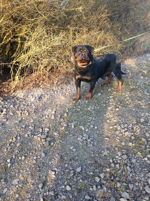 Rottweiler female needs new home for sale in East Acton, Greater London - Image 3