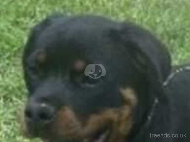 Rottweiler Female puppy For Sale. Chunky 3.5 month old loving girl £899 for sale in Hillingdon, Hillingdon, Greater London