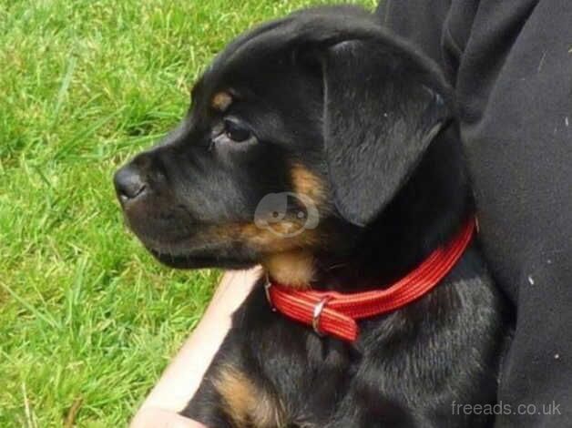 Rottweiler Female puppy For Sale. Chunky 3.5 month old loving girl £899 for sale in Hillingdon, Hillingdon, Greater London - Image 2