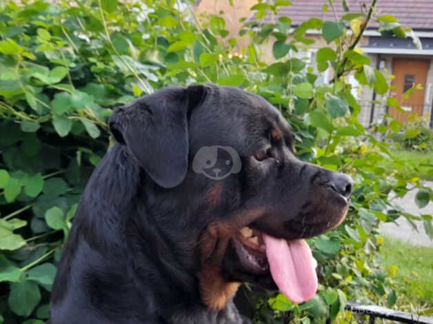 Rottweiler for sale. for sale in Sunderland, Tyne and Wear