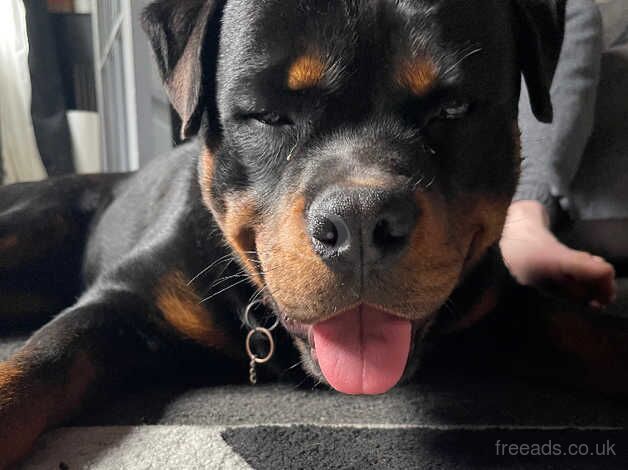 Rottweiler for sale in Swansea/Abertawe, Swansea