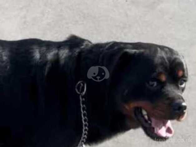 rottweiler for sale in Manchester, Greater Manchester