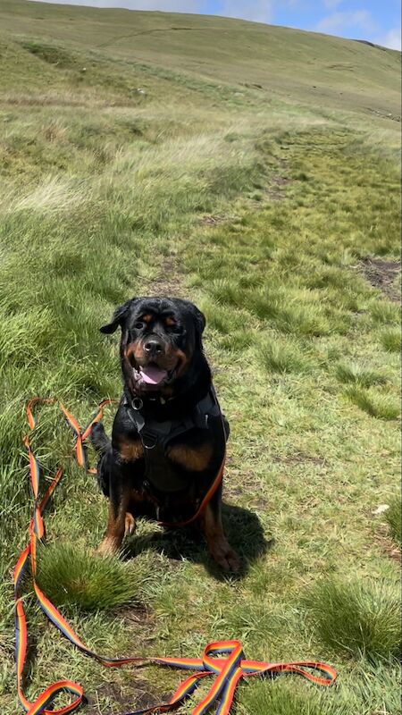 Rottweiler Looking For A Good Home For Sale in Bristol