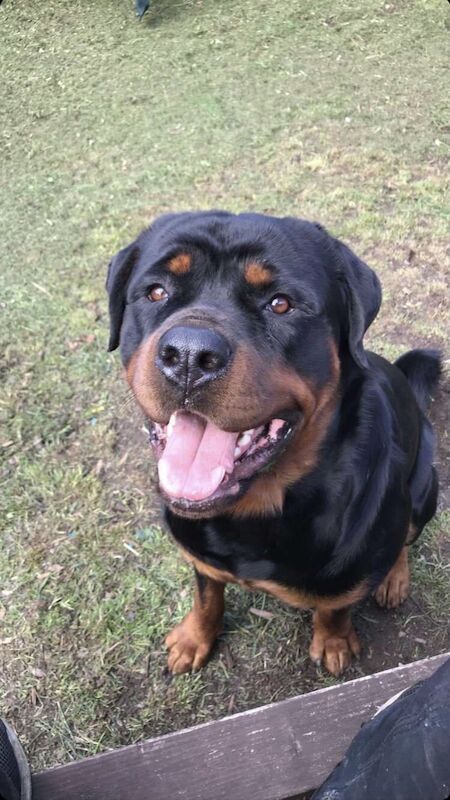 Rottweiler Looking For A Good Home For Sale in Bristol