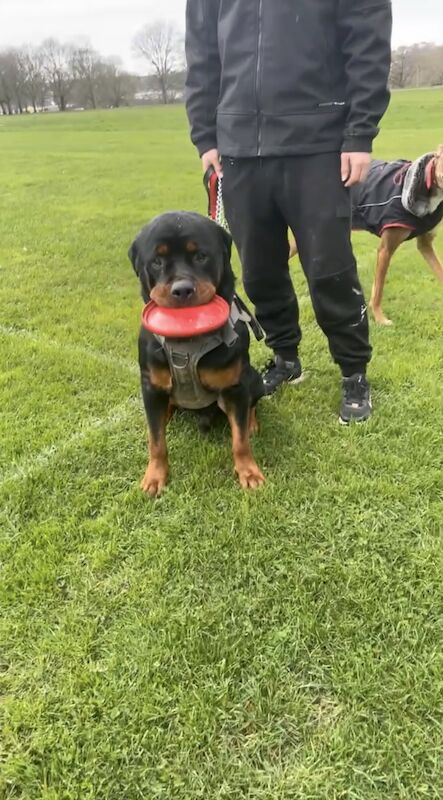 Rottweiler Looking For A Good Home For Sale in Bristol