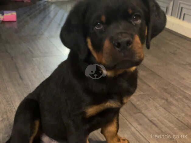 Rottweiler male for sale in Choppington, Northumberland