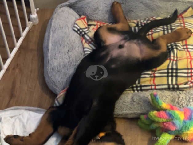 Rottweiler male for sale in Choppington, Northumberland - Image 2