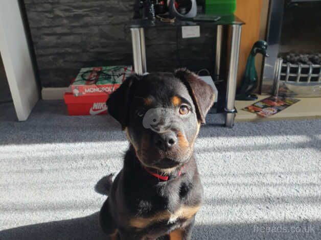 Rottweiler male for sale in Leicester, Leicestershire