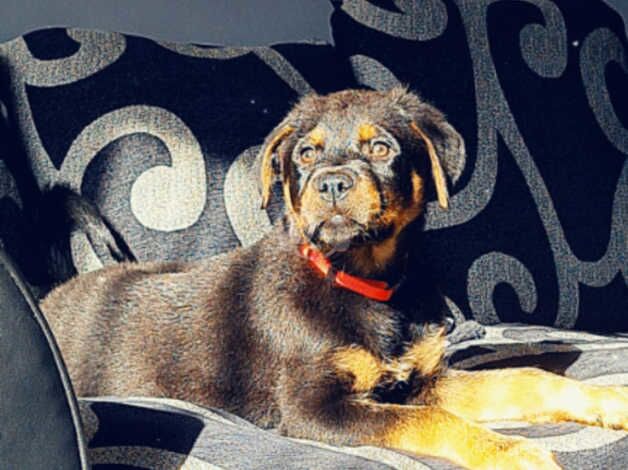 Rottweiler male for sale in Leicester, Leicestershire - Image 2