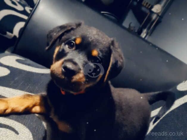 Rottweiler male for sale in Leicester, Leicestershire - Image 3