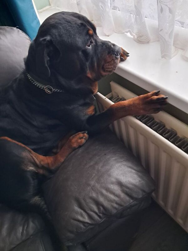 Rottweiler male pup for sale in Stoke-on-Trent, Staffordshire