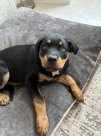 Rottweiler male puppy looking for home for sale in Fulwood, Lancashire - Image 1