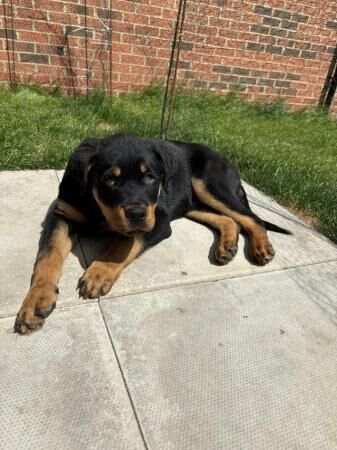 Rottweiler male puppy looking for home for sale in Fulwood, Lancashire - Image 2