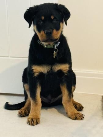 Rottweiler male puppy looking for home for sale in Fulwood, Lancashire - Image 3