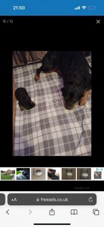 Rottweiler male puppy looking for home for sale in Fulwood, Lancashire - Image 4