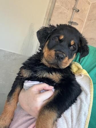 Rottweiler male puppy looking for home for sale in Fulwood, Lancashire - Image 5