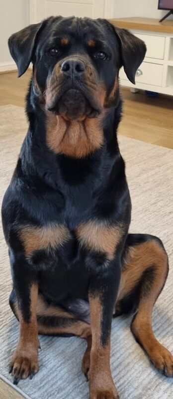 rottweiler needing to be rehomed for sale in Leeds, West Yorkshire