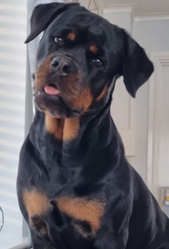 rottweiler needing to be rehomed for sale in Leeds, West Yorkshire - Image 2