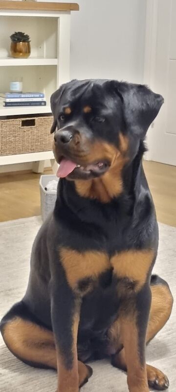 rottweiler needing to be rehomed for sale in Leeds, West Yorkshire - Image 3