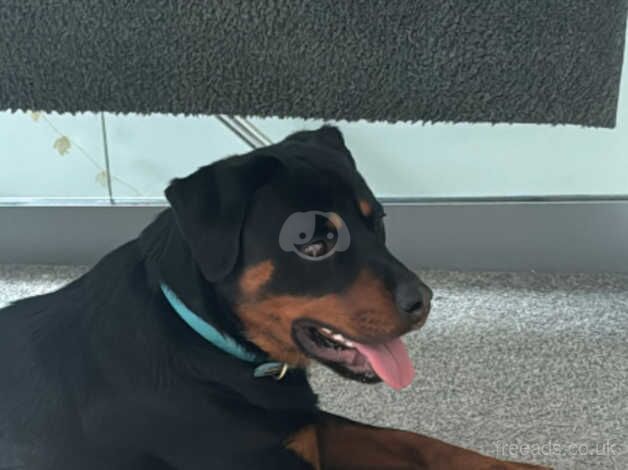 Rottweiler needs a new home for sale in Holywell, Flintshire