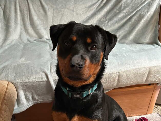 Rottweiler needs a new home for sale in Holywell, Flintshire - Image 2