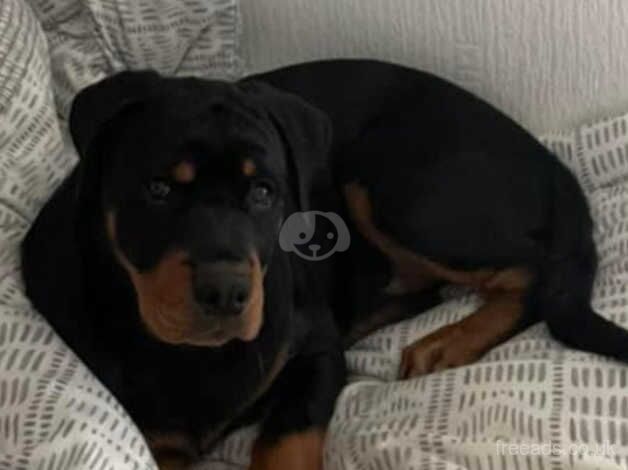 Rottweiler pup for sale in Liverpool, Merseyside