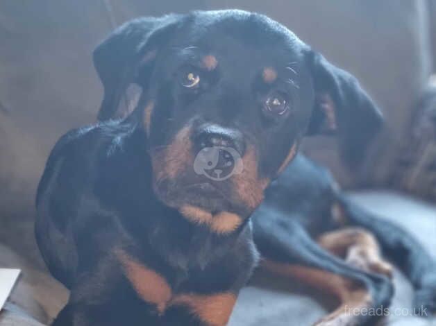 Rottweiler pup for sale in Middlesbrough, North Yorkshire