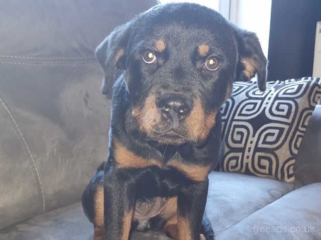 Rottweiler pup for sale in Middlesbrough, North Yorkshire - Image 3