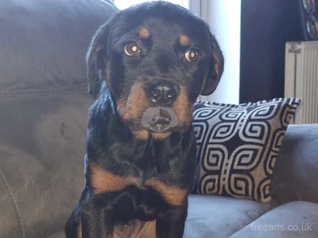 Rottweiler pup for sale in Middlesbrough, North Yorkshire - Image 4