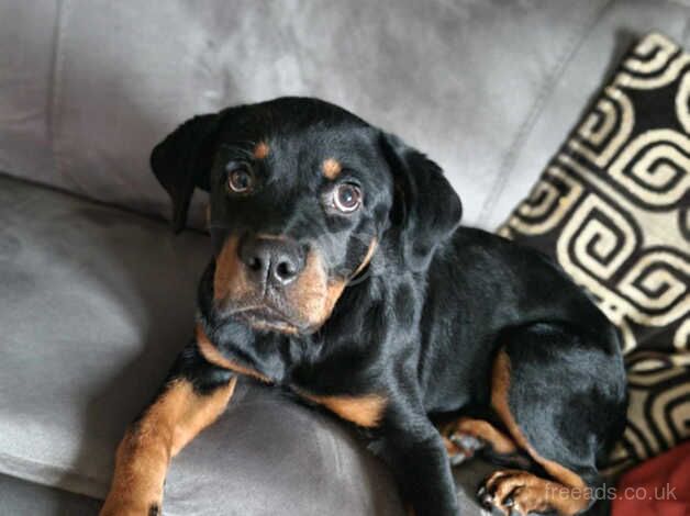 Rottweiler pup for sale in Middlesbrough, North Yorkshire - Image 5