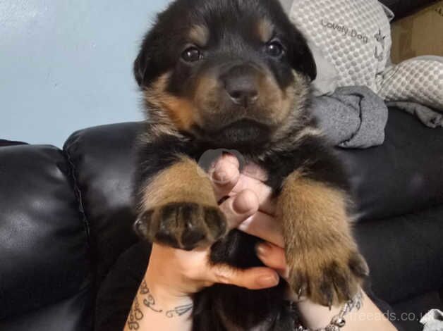 Rottweiler puppes KC Registered for sale in Birmingham, West Midlands