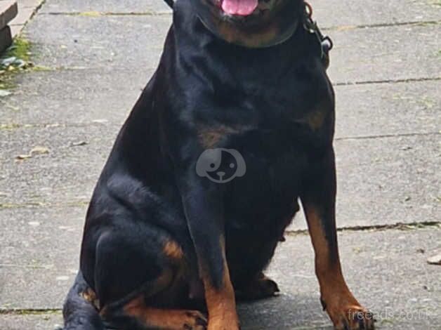 Rottweiler puppes KC Registered for sale in Birmingham, West Midlands - Image 3