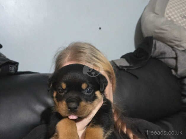 Rottweiler puppes KC Registered for sale in Birmingham, West Midlands - Image 5