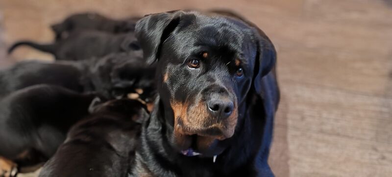 Rottweiler puppies for sale in West Wycombe, Buckinghamshire - Image 1