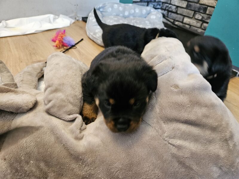 Rottweiler puppies for sale in West Wycombe, Buckinghamshire - Image 4