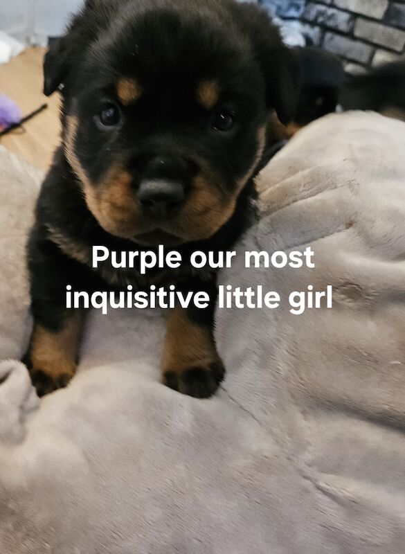 Rottweiler puppies for sale in West Wycombe, Buckinghamshire - Image 5