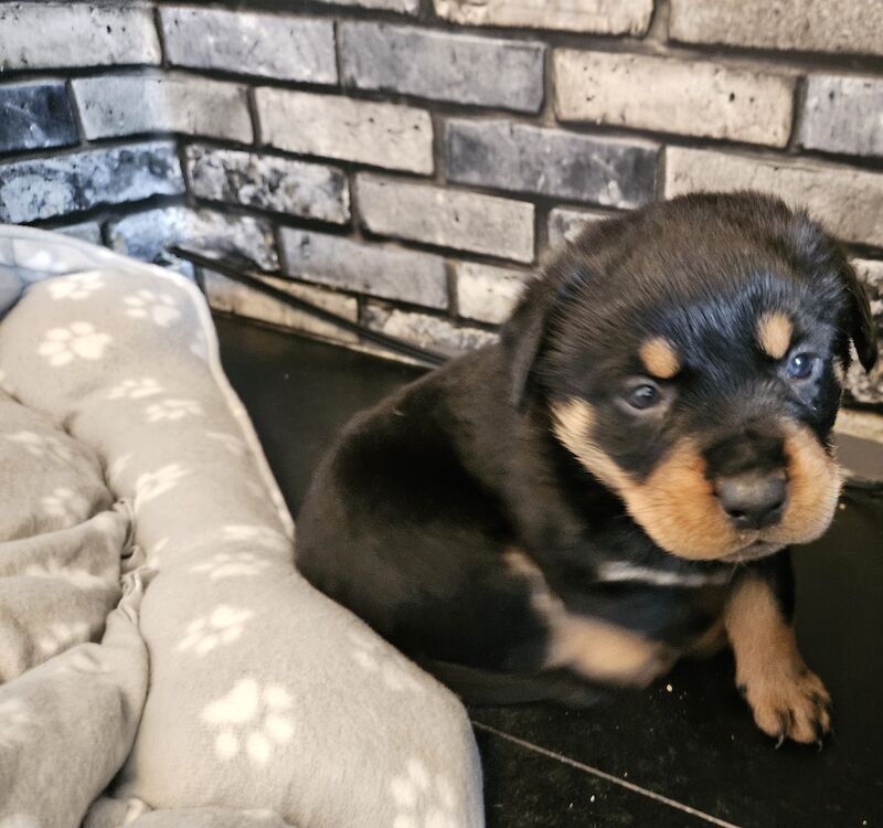 Rottweiler puppies for sale in West Wycombe, Buckinghamshire - Image 7