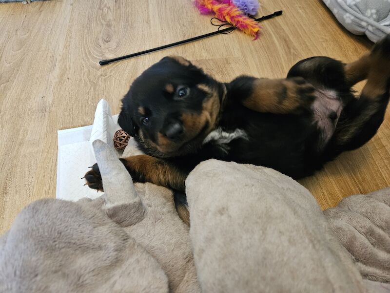 Rottweiler puppies for sale in West Wycombe, Buckinghamshire - Image 8