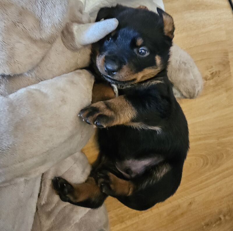 Rottweiler puppies for sale in West Wycombe, Buckinghamshire - Image 9