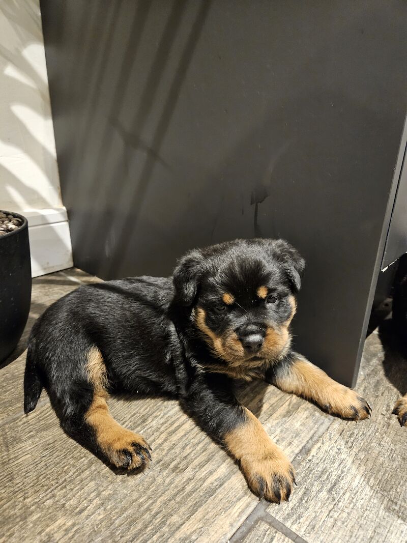 Rottweiler puppies for sale in West Wycombe, Buckinghamshire - Image 10