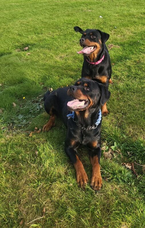 Rottweiler Puppies for sale in Murton, Durham