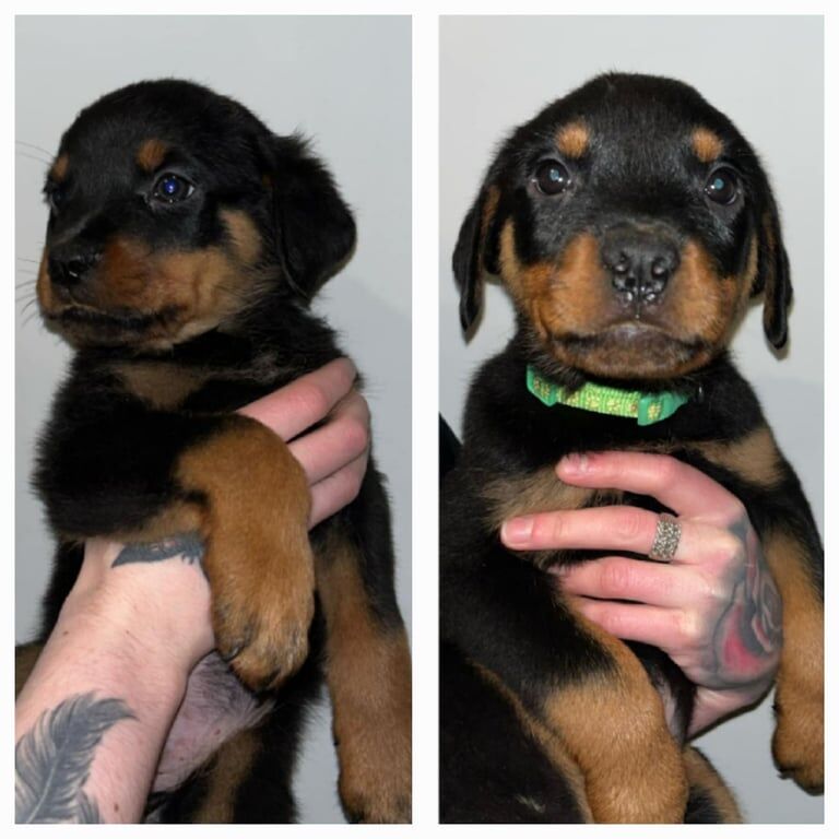 Rottweiler Puppies for sale in Murton, Durham - Image 2