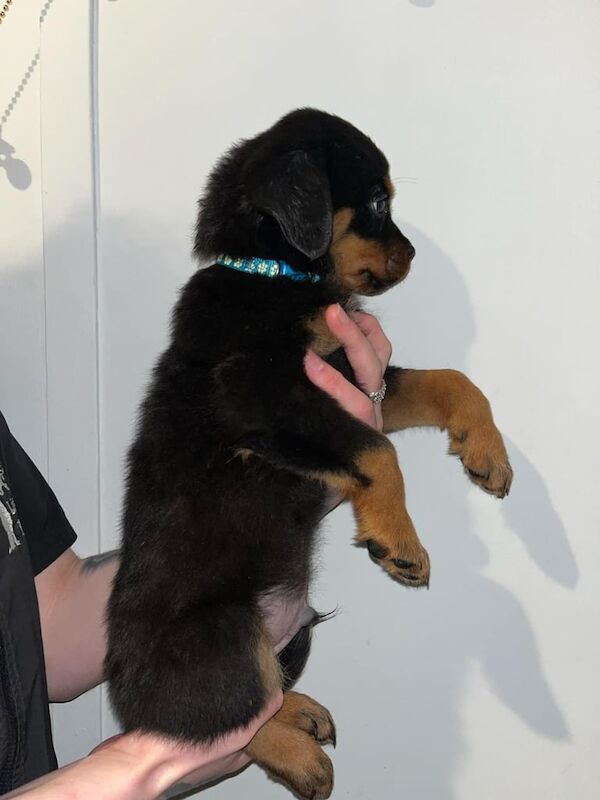 Rottweiler Puppies for sale in Murton, Durham - Image 3