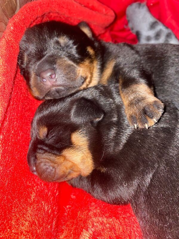 Rottweiler puppies for sale in Great Yarmouth, Norfolk - Image 2