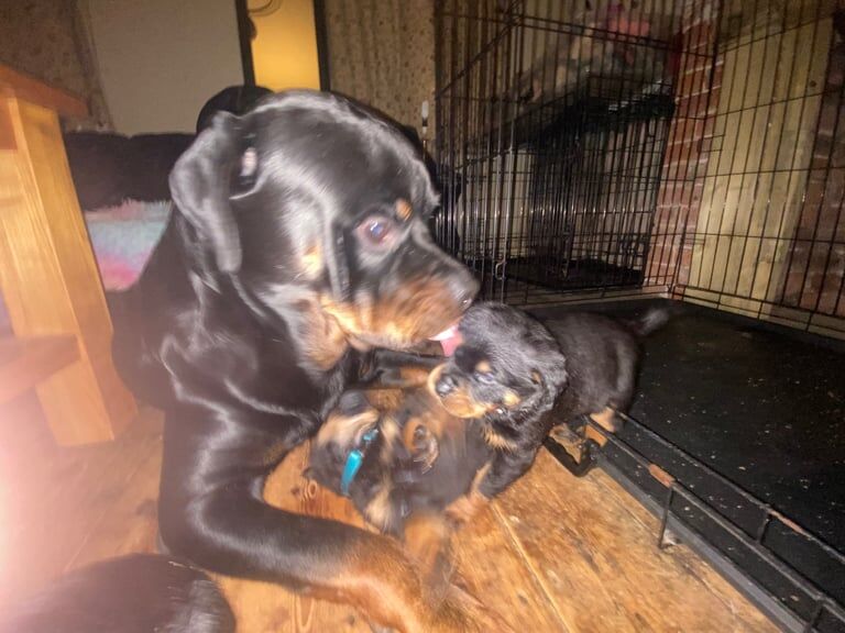 Rottweiler puppies for sale in Great Yarmouth, Norfolk - Image 3