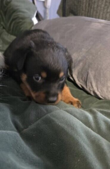 Rottweiler puppies for sale in Exeter, Devon