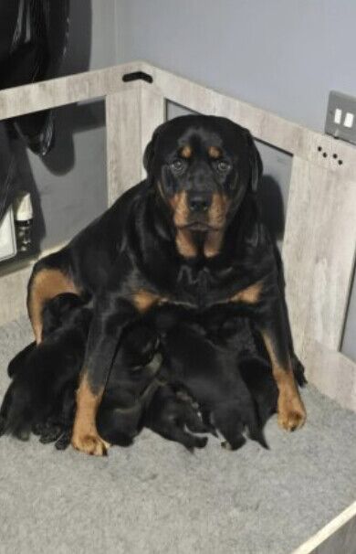 Rottweiler puppies for sale in Exeter, Devon - Image 2