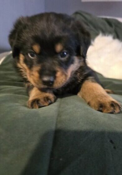 Rottweiler puppies for sale in Exeter, Devon - Image 3