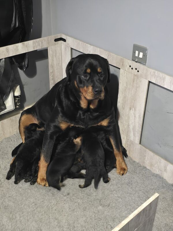 Rottweiler puppies for sale in Exeter, Devon